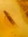 item-209902927=6