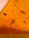 item-209902927=8