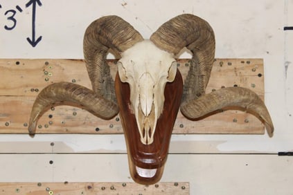CORSICAN RAM Skull on a Wooden Wall Pedestal