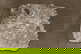 item-209902933=1