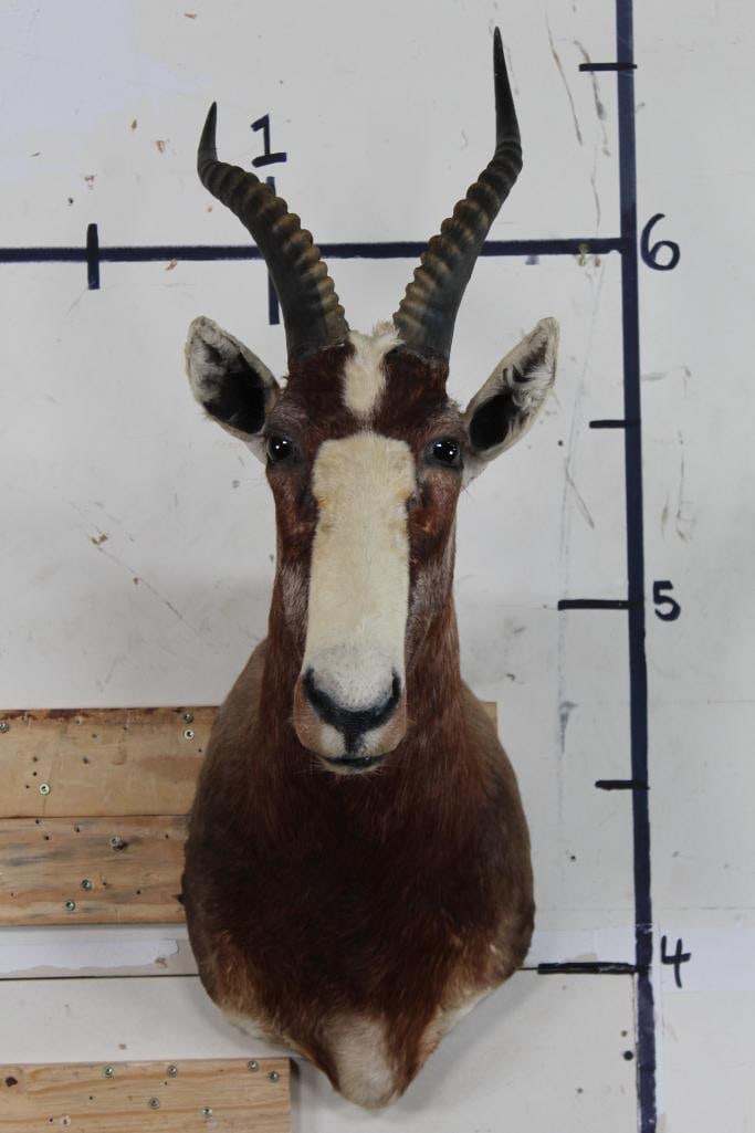 BLESBOK Shoulder Mount (1 of 10)