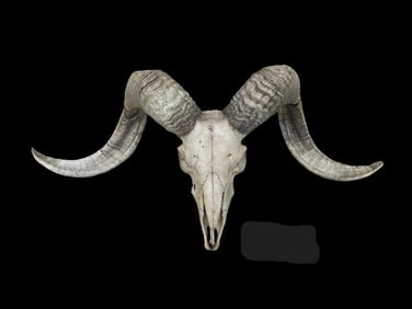 TEXAS DALL RAM Skull and Horns