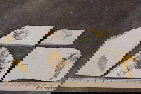(5) Fish Fossil Plate Fragments, Weight: 1lb 1oz (ONE$): 5 Fish Fossil Plate Fragments Bundle. The Total Weight: 1lb 1oz (ONE$). ROCKS FOSSILS MINERALS
