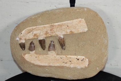 5 Authentic MOSOSAUR TEETH Fossils in a Reproduction Jaw and Rock Matrix