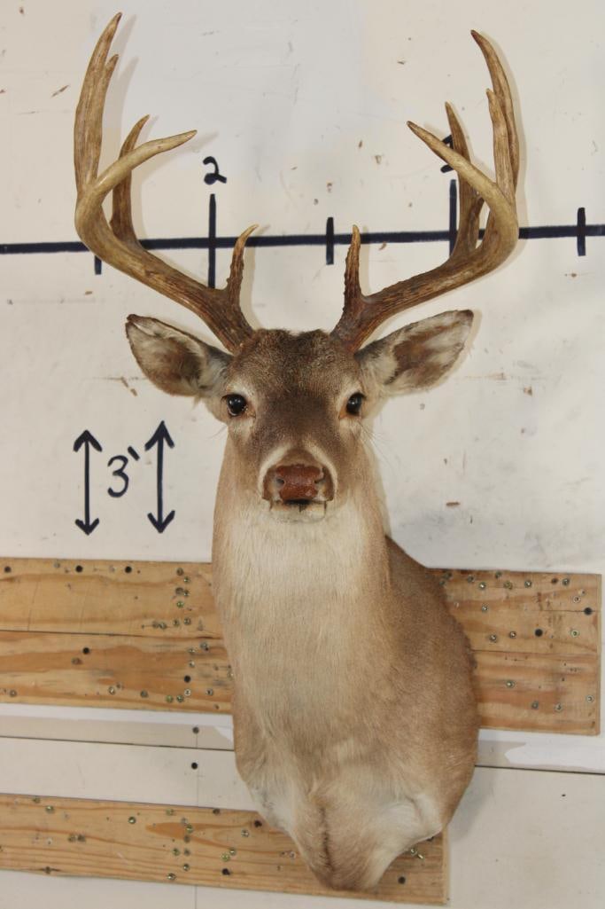 11-Point WHITETAIL BUCK Shoulder Mount (1 of 9)