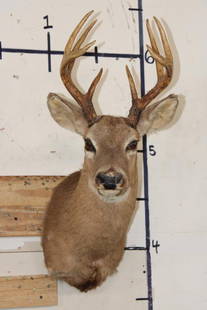 8-Point WHITETAIL DEER Shoulder Mount: Older 8-Point WHITETAIL DEER Shoulder Mount in Fair Condition. TAXIDERMY