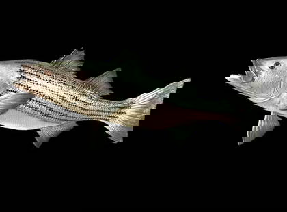 *New* Reproduction STRIPED BASS FISH Mount: *New in the Box* Reproduction STRIPED BASS FISH Mount. He measures 28" Long and has a wire hanger for easy display. Perfect for nautical or lake house decor! TAXIDERMY FISH