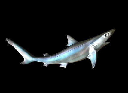 *New in the Box* Reproduction Sand Shark Fish Mount: *New in the Box* Reproduction Sand Shark Fish Mount. It measures 14" Long. Excellent Nautical decor for any beach or ocean themed space. TAXIDERMY FISH