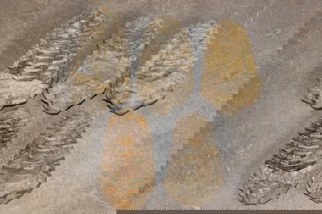 (5) TRILOBITE Fossil Specimens from Morocco (ONE$): 5 TRILOBITE Fossil Specimens from Morocco. They all measure 3"-3.5" Long. Trilobites are a group of extinct marine arthropods that first appeared around 521 million years ago. (ONE$) ROCKS MINERALS FO