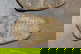 item-209902981=4