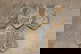 item-209902981=5