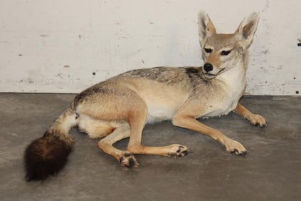 Life-sized Freestanding BLACK-BACKED JACKAL