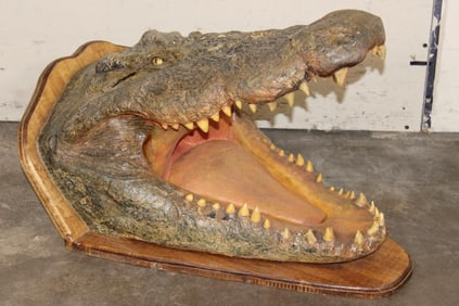 XL CROCODILE Head with *Real Skin* and *Real Teeth* mounted on a Wood Pedestal