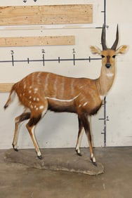 Life-sized WESTERN BUSHBUCK on light-weight Foam Base
