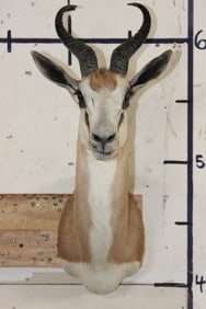 COMMON SPRINGBOK Shoulder Mount