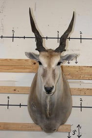 ELAND Shoulder Mount