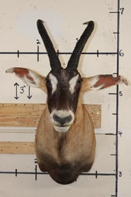 ROAN Shoulder Mount