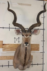 Big KUDU Shoulder Mount