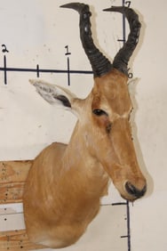 *Rarely Seen* NEUMANN'S HARTEBEEST Shoulder Mount