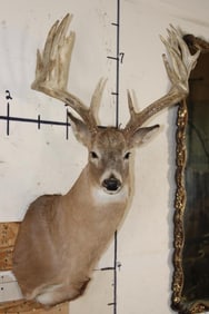 15-Point Typical WHITETAIL DEER Shoulder Mount with a Heavy Rack