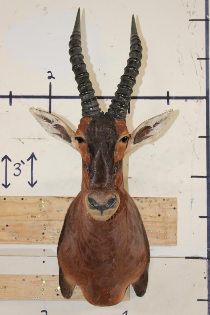 Big TOPI Shoulder Mount (1 of 8)