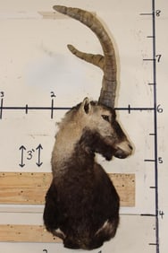 GREDOS IBEX Shoulder Mount