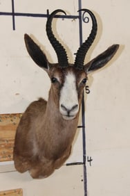 CHOCOLATE SPRINGBOK Shoulder Mount
