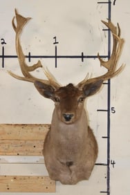 22-Point CHOCOLATE FALLOW DEER Shoulder Mount