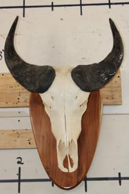 African Forest BUFFALO Skull on a Wooden Plaque