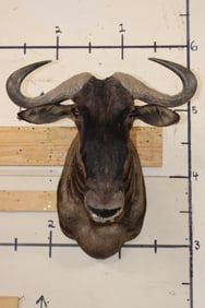 BLUE WILDEBEEST Shoulder Mount