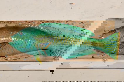 *Rarely Seen* Real Skin RAINBOW PARROTFISH Mount