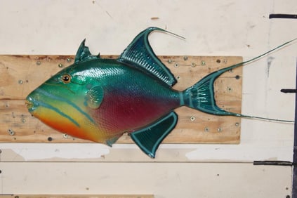 *Rarely Seen* Real Skin QUEEN TRIGGERFISH Mount