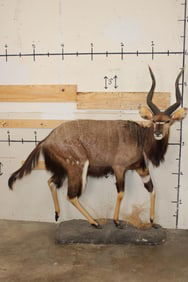 Life-sized NYALA on a simulated Rock Base