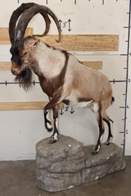 Life-sized IBEX on a light weight foam simulated Rock Base