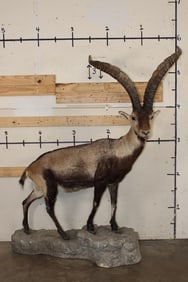 Big Life-sized GREDOS IBEX on a light-weight foam, simulated Rock Base