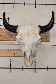 BISON or BUFFALO Skull with All its Teeth and Big Horns