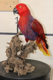 *Rarely Seen* Life-sized VIOLET-NECKED Lory (Parrot Species) on a Driftwood Base