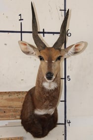 BUSHBUCK Shoulder Mount