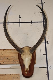 KAFUE LECHWE Skull on a Wooden Plaque