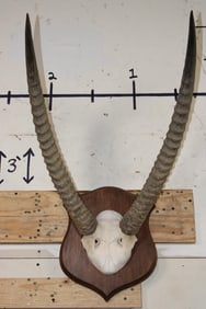 Big mounted WATERBUCK Horns on a Wooden Plaque