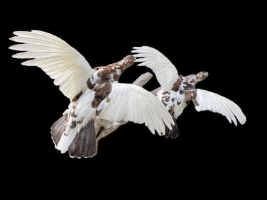 2 Flying ROCK PTARMIGANS on a natural Driftwood Base