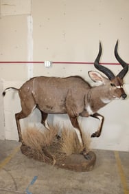 *Rarely Seen* Life-sized MOUNTAIN NYALA on a Base with Wheels