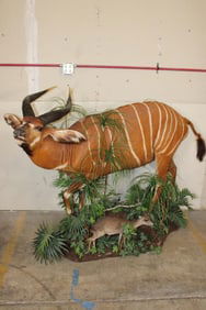 Life-sized BONGO with a Life-sized BLUE DUIKER on a Base with Wheels