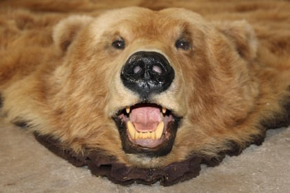 XXL Felted BROWN BEAR/GRIZZLY BEAR Rug with its Mounted Head