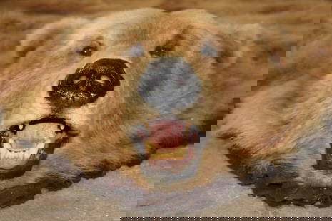 XXL Felted BROWN BEAR/GRIZZLY BEAR Rug with its Mounted Head: Very Nice XXL BROWN BEAR or GRIZZLY BEAR Rug with its Mounted Head. It has All its Big Claws! The Rug has been felted and also has a canvas backing. The Bear measures 88" from the Nose to the Tail. Th