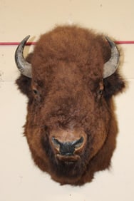 XL BUFFALO or BISON Shoulder Mount