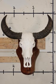 Big WATER BUFFALO Skull on a Wooden Wall Pedestal
