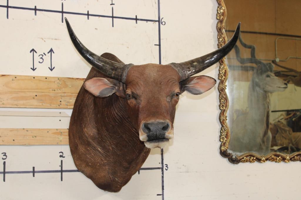 *TEXAS RESIDENTS ONLY* BANTENG Shoulder Mount (1 of 11)