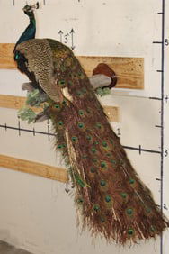 Life-sized PEACOCK on a Driftwood Perch Wall Hanger