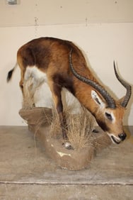 Life-sized KAFUE LECHWE on a light-weight Simulated Rock Foam Base